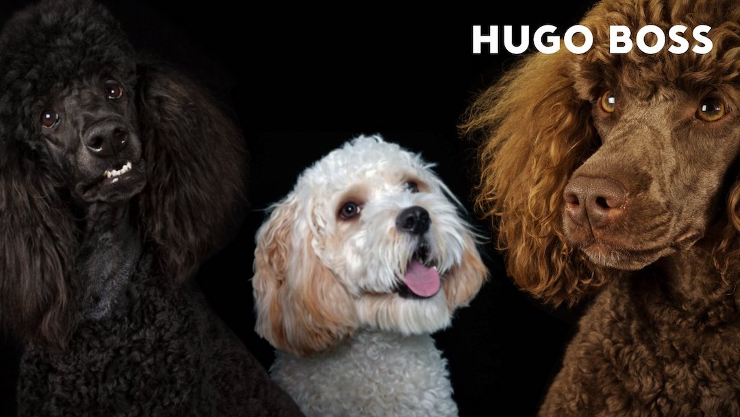 hugo-boss-is-launching-a-dog-apparel-line-for-premium-pooches-1.jpg
