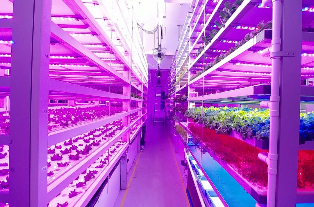 indoor-farm-can-grow-plants-to-custom-shapes-sizes-using-led-lights-and-fish-1.jpg