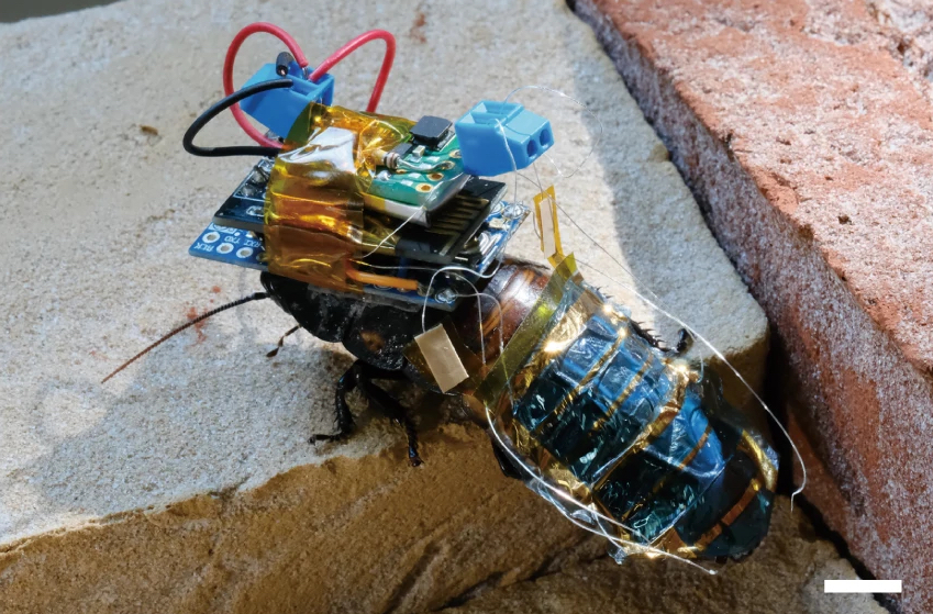 cyborg-cockroaches-with-backpacks-could-one-day-provide-aid-in-disaster-zones-1.jpg