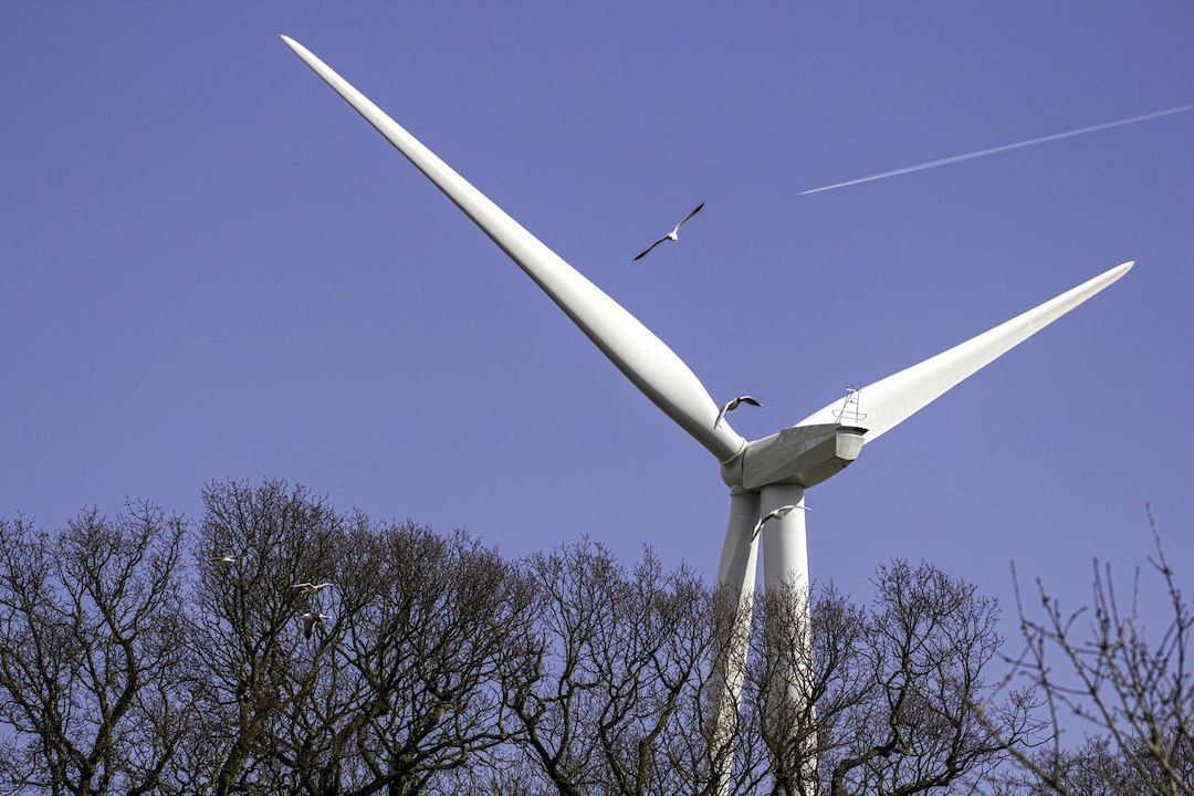 paint-job-on-wind-turbines-could-significantly-save-birds-lives-study-uncovers-1.jpg