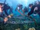 Traveloka has teamed up with Biorock Indonesia to adopt 100 corals and educate local communities about the benefits of ecotourism digital marketing.